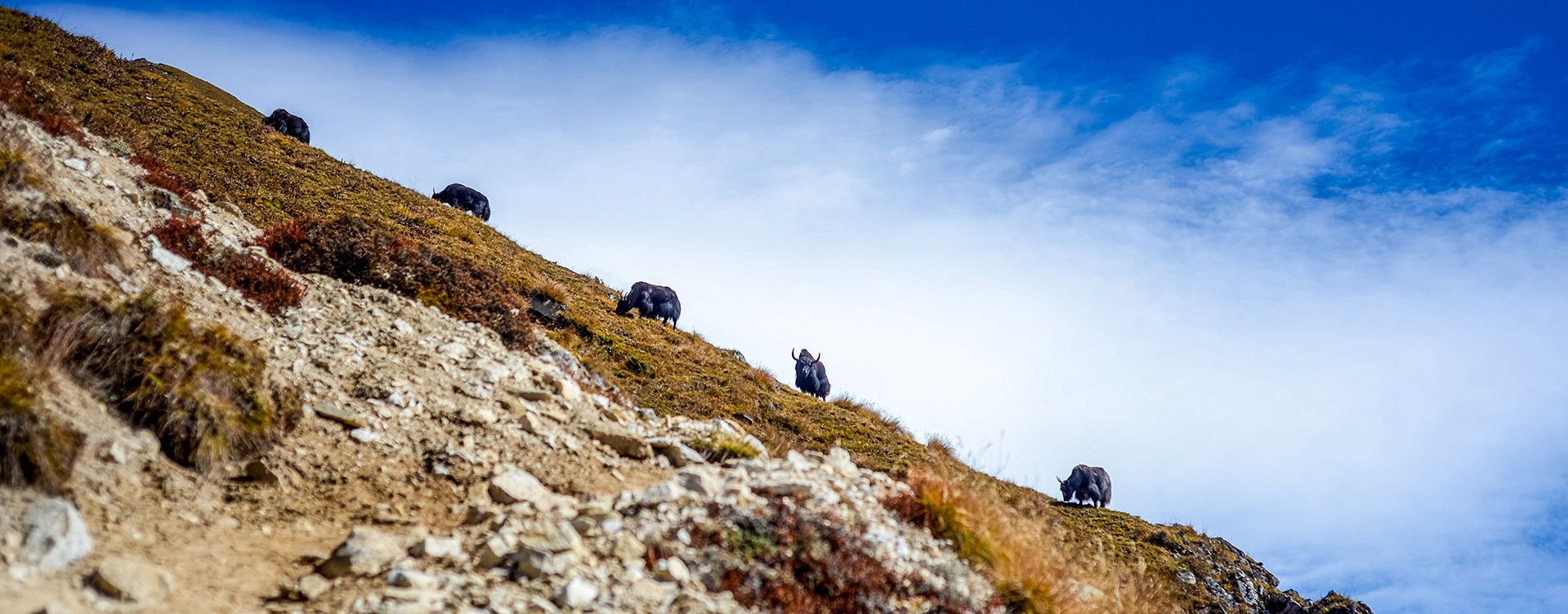 Journey Beyond Borders to Tibet